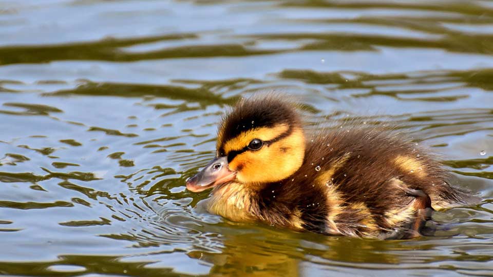 duckling swimming in a pond